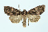  ( - BC_LSNOE_Lep_00172)  @11 [ ] CreativeCommons - Attribution Non-Commercial Share-Alike (2017) Wolfgang Stark Landessammlungen Niederösterreich