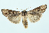  ( - BC_LSNOE_Lep_00163)  @14 [ ] CreativeCommons - Attribution Non-Commercial Share-Alike (2017) Wolfgang Stark Landessammlungen Niederösterreich
