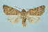  (Xanthia ocellaris - BC_LSNOE_Lep_00134)  @15 [ ] CreativeCommons - Attribution Non-Commercial Share-Alike (2017) Wolfgang Stark Landessammlungen Niederösterreich
