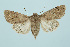  ( - BC_LSNOE_Lep_00285)  @11 [ ] CreativeCommons - Attribution Non-Commercial Share-Alike (2017) Wolfgang Stark Landessammlungen Niederösterreich