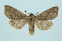  (Orthosia populeti - BC_LSNOE_Lep_00283)  @15 [ ] CreativeCommons - Attribution Non-Commercial Share-Alike (2017) Wolfgang Stark Landessammlungen Niederösterreich