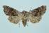  ( - BC_LSNOE_Lep_00282)  @14 [ ] CreativeCommons - Attribution Non-Commercial Share-Alike (2017) Wolfgang Stark Landessammlungen Niederösterreich