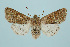  (Orthosia miniosa - BC_LSNOE_Lep_00281)  @15 [ ] CreativeCommons - Attribution Non-Commercial Share-Alike (2017) Wolfgang Stark Landessammlungen Niederösterreich