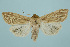  ( - BC_LSNOE_Lep_00274)  @14 [ ] CreativeCommons - Attribution Non-Commercial Share-Alike (2017) Wolfgang Stark Landessammlungen Niederösterreich