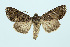  ( - BC_LSNOE_Lep_00247)  @14 [ ] CreativeCommons - Attribution Non-Commercial Share-Alike (2017) Wolfgang Stark Landessammlungen Niederösterreich