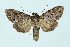  ( - BC_LSNOE_Lep_00232)  @11 [ ] CreativeCommons - Attribution Non-Commercial Share-Alike (2017) Wolfgang Stark Landessammlungen Niederösterreich