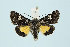  ( - BC_LSNOE_Lep_00231)  @13 [ ] CreativeCommons - Attribution Non-Commercial Share-Alike (2017) Wolfgang Stark Landessammlungen Niederösterreich