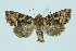  ( - BC_LSNOE_Lep_00198)  @14 [ ] CreativeCommons - Attribution Non-Commercial Share-Alike (2017) Wolfgang Stark Landessammlungen Niederösterreich