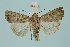  ( - BC_LSNOE_Lep_00368)  @13 [ ] CreativeCommons - Attribution Non-Commercial Share-Alike (2017) Wolfgang Stark Landessammlungen Niederösterreich