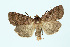  (Xestia stigmatica - BC_LSNOE_Lep_00323)  @15 [ ] CreativeCommons - Attribution Non-Commercial Share-Alike (2017) Wolfgang Stark Landessammlungen Niederösterreich