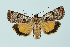  (Epilecta - BC_LSNOE_Lep_00302)  @15 [ ] CreativeCommons - Attribution Non-Commercial Share-Alike (2017) Wolfgang Stark Landessammlungen Niederösterreich