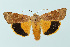  ( - BC_LSNOE_Lep_00299)  @14 [ ] CreativeCommons - Attribution Non-Commercial Share-Alike (2017) Wolfgang Stark Landessammlungen Niederösterreich