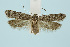 ( - BC_LSNOE_Lep_00455)  @14 [ ] CreativeCommons - Attribution Non-Commercial Share-Alike (2017) Wolfgang Stark Landessammlungen Niederösterreich