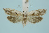  (Eucosma tundrana - BC_LSNOE_Lep_00453)  @15 [ ] CreativeCommons - Attribution Non-Commercial Share-Alike (2017) Wolfgang Stark Landessammlungen Niederösterreich