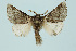  ( - BC_LSNOE_Lep_00444)  @11 [ ] CreativeCommons - Attribution Non-Commercial Share-Alike (2017) Wolfgang Stark Landessammlungen Niederösterreich