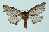  (Odontosia carmelita - BC_LSNOE_Lep_00428)  @14 [ ] CreativeCommons - Attribution Non-Commercial Share-Alike (2017) Wolfgang Stark Landessammlungen Niederösterreich