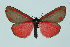  ( - BC_LSNOE_Lep_00405)  @14 [ ] CreativeCommons - Attribution Non-Commercial Share-Alike (2017) Wolfgang Stark Landessammlungen Niederösterreich