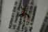  ( - NOPAR127)  @12 [ ] CreativeCommons - Attribution Non-Commercial Share-Alike (2015) Arnstein Staverlokk Norwegian Institute of Nature Research