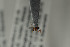  ( - NOPAR132)  @12 [ ] CreativeCommons - Attribution Non-Commercial Share-Alike (2015) Arnstein Staverlokk Norwegian Institute of Nature Research