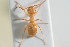  ( - NOPAR87)  @12 [ ] CreativeCommons - Attribution Non-Commercial Share-Alike (2014) Arnstein Staverlokk Norwegian Institute of Nature Research