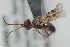  (Phanerotoma rufescens - NOPAR96)  @12 [ ] CreativeCommons - Attribution Non-Commercial Share-Alike (2014) Arnstein Staverlokk Norwegian Institute of Nature Research