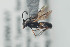  ( - NOPAR98)  @12 [ ] CreativeCommons - Attribution Non-Commercial Share-Alike (2014) Arnstein Staverlokk Norwegian Institute of Nature Research