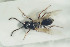  (Eucoila - NOFIG647)  @12 [ ] CreativeCommons - Attribution Non-Commercial Share-Alike (2016) Arnstein Staverlokk Norwegian Institute of Nature Research