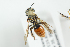  ( - BUAPI9)  @12 [ ] CreativeCommons - Attribution Non-Commercial Share-Alike (2016) Arnstein Staverlokk Norwegian Institute of Nature Research