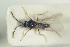  (Trybliographa subnebulosa - NOFIG649)  @11 [ ] CreativeCommons - Attribution Non-Commercial Share-Alike (2016) Arnstein Staverlokk Norwegian Institute of Nature Research