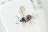  ( - NOFIG1317)  @13 [ ] CreativeCommons - Attribution Non-Commercial Share-Alike (2017) Arnstein Staverlokk Norwegian Institute of Nature Research