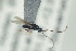  (Trichoplasta - NOFIG659)  @12 [ ] CreativeCommons - Attribution Non-Commercial Share-Alike (2016) Arnstein Staverlokk Norwegian Institute of Nature Research