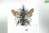 (Biastes emarginatus - BUAPI32)  @13 [ ] CreativeCommons - Attribution Non-Commercial Share-Alike (2016) Arnstein Staverlokk Norwegian Institute of Nature Research