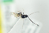  ( - NOFIG1221)  @12 [ ] CreativeCommons - Attribution Non-Commercial Share-Alike (2017) Arnstein Staverlokk Norwegian Institute of Nature Research