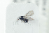  ( - NOFIG1341)  @12 [ ] CreativeCommons - Attribution Non-Commercial Share-Alike (2017) Arnstein Staverlokk Norwegian Institute of Nature Research