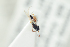  ( - NOFIG1223)  @12 [ ] CreativeCommons - Attribution Non-Commercial Share-Alike (2017) Arnstein Staverlokk Norwegian Institute of Nature Research