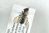  ( - BUAPI61)  @12 [ ] CreativeCommons - Attribution Non-Commercial Share-Alike (2016) Arnstein Staverlokk Norwegian Institute of Nature Research