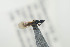  ( - NOFIG369)  @12 [ ] CreativeCommons - Attribution Non-Commercial Share-Alike (2015) Arnstein Staverlokk Norwegian Institute of Nature Research