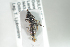  ( - BUAPI66)  @13 [ ] CreativeCommons - Attribution Non-Commercial Share-Alike (2016) Arnstein Staverlokk Norwegian Institute of Nature Research