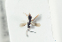  (Conostigmus basalis - NOFIG1371)  @11 [ ] CreativeCommons - Attribution Non-Commercial Share-Alike (2017) Arnstein Staverlokk Norwegian Institute of Nature Research