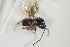  (Trybliographa melanoptera - NOFIG526)  @12 [ ] CreativeCommons - Attribution Non-Commercial Share-Alike (2015) Arnstein Staverlokk Norwegian Institute of Nature Research