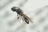  ( - NOFIG716)  @12 [ ] CreativeCommons - Attribution Non-Commercial Share-Alike (2016) Arnstein Staverlokk Norwegian Institute of Nature Research
