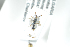  ( - BUAPI92)  @13 [ ] CreativeCommons - Attribution Non-Commercial Share-Alike (2016) Arnstein Staverlokk Norwegian Institute of Nature Research