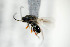  ( - NOFIG256)  @12 [ ] CreativeCommons - Attribution Non-Commercial Share-Alike (2014) Arnstein Staverlokk Norwegian Institute of Nature Research