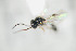  ( - NOPAR51)  @12 [ ] CreativeCommons - Attribution Non-Commercial Share-Alike (2014) Arnstein Staverlokk Norwegian Institute of Nature Research