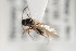  (Trybliographa albipennis - NOFIG71)  @11 [ ] CreativeCommons - Attribution Non-Commercial Share-Alike (2014) Arnstein Staverlokk Norwegian Institute of Nature Research