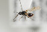  ( - NOFIG72)  @11 [ ] CreativeCommons - Attribution Non-Commercial Share-Alike (2014) Arnstein Staverlokk Norwegian Institute of Nature Research