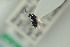  (Trybliographa pymi - NOFIG943)  @11 [ ] CreativeCommons - Attribution Non-Commercial Share-Alike (2016) Arnstein Staverlokk Norwegian Institute of Nature Research