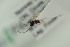  (Trybliographa glottiana - NOFIG948)  @11 [ ] CreativeCommons - Attribution Non-Commercial Share-Alike (2016) Arnstein Staverlokk Norwegian Institute of Nature Research