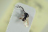  (Trybliographa bovina - NOFIG1002)  @11 [ ] CreativeCommons - Attribution Non-Commercial Share-Alike (2016) Arnstein Staverlokk Norwegian Institute of Nature Research