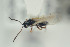  (Trybliographa eurytrosera - NOFIG546)  @12 [ ] CreativeCommons - Attribution Non-Commercial Share-Alike (2016) Arnstein Staverlokk Norwegian Institute of Nature Research